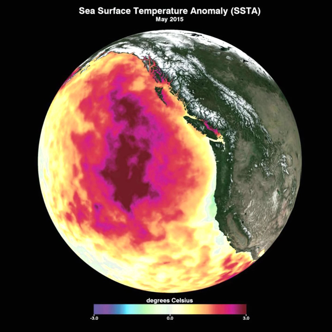 Pacific Blob graphic May 2015